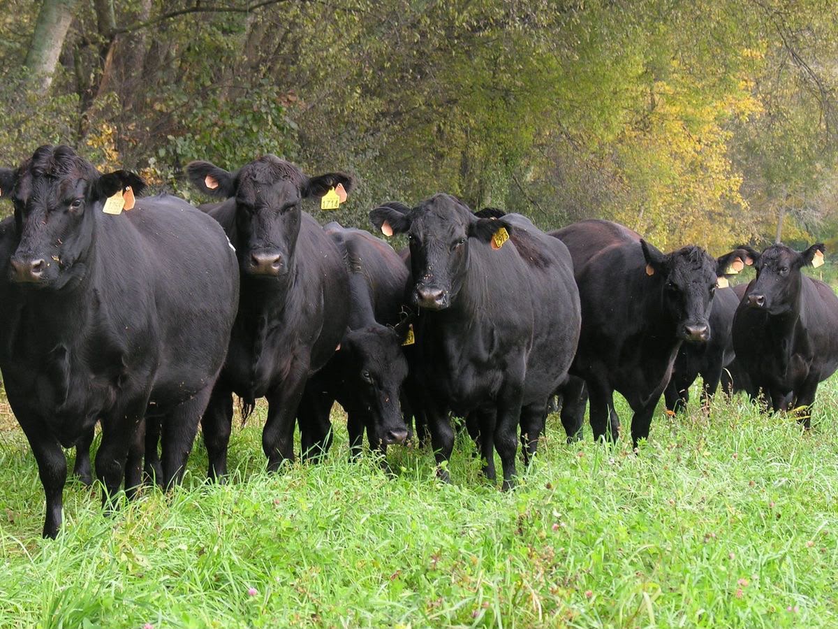 Bovini Black Angus al pascolo